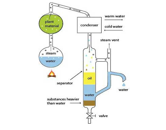 روش تقطیر برای تولید اسانس
