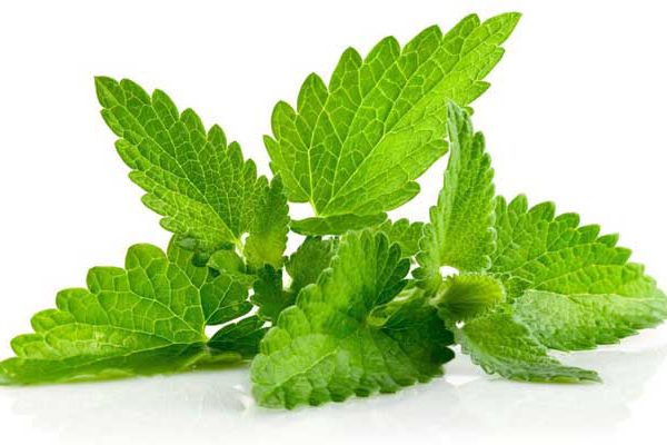 نعناع یک خوشبوی پرخاصیت