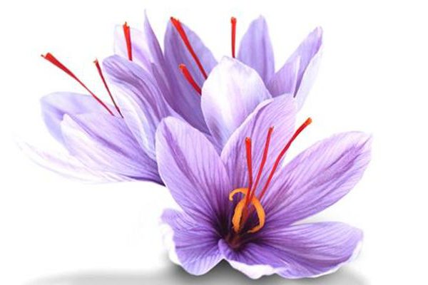 زعفران