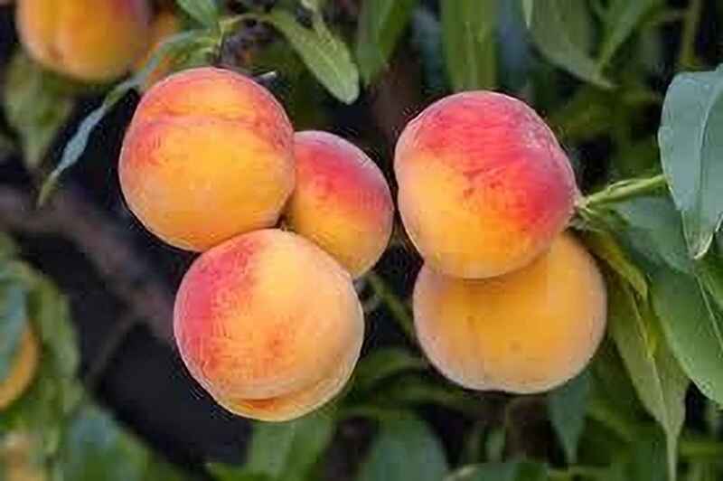 عطر هلو در دل شیرینی‌ها: نگاهی تخصصی به کاربرد اسانس هلو در صنایع کیک، شیرینی و بستنی